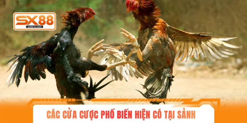 Các cửa cược phổ biến hiện có tại sảnh