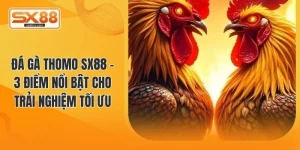 Đá gà Thomo