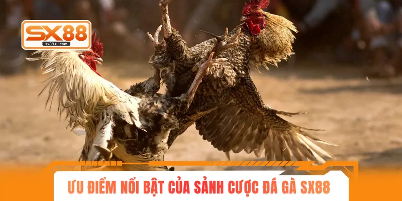 Những ưu điểm nổi bật của sảnh cược đá gà SX88