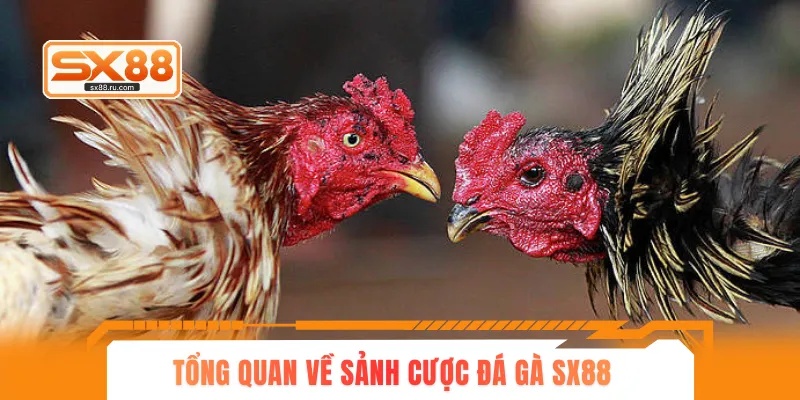 Tổng quan về sảnh cược đá gà SX88
